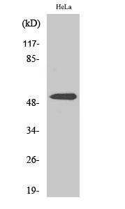 WB - Parkin Polyclonal Antibody AP71776